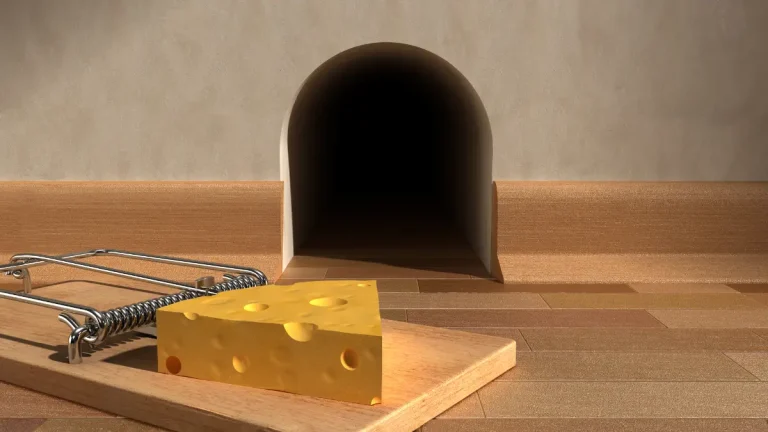 muizenval met kaas voor een muizenhol